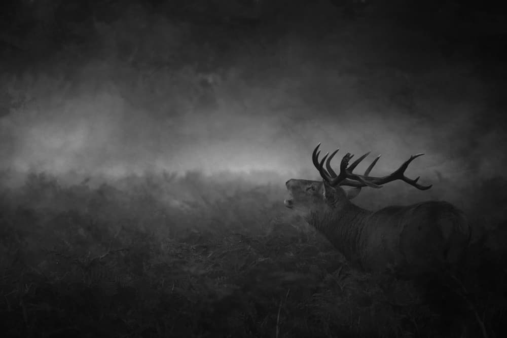Roaring Stag in Mist by Robert Fabrowski — canvas wall art