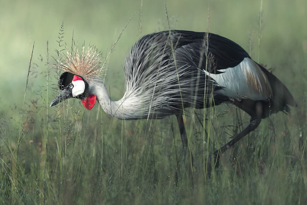 Grey Crowned Crane by Ahmed Sobhi — canvas wall art