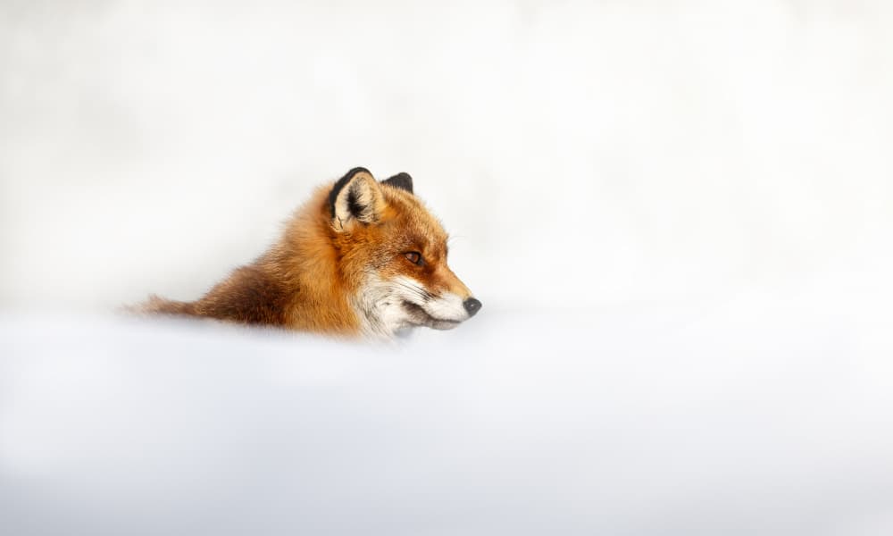 Red Fox In Snow by Marco Barisone — canvas wall art