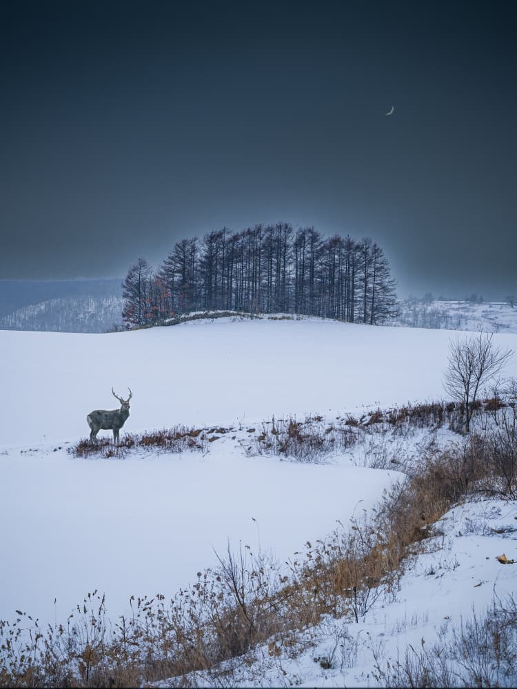 Solitary Winter Deer by Ling Jiang — canvas wall art