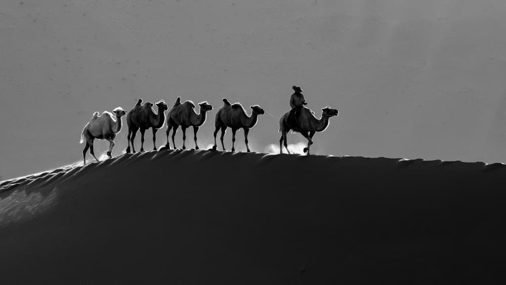 Desert Camel Journey by Shin Woo Ryu — canvas wall art