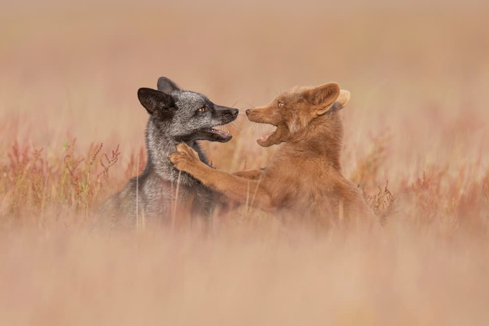 Two Playful Foxes by Tracy — canvas wall art
