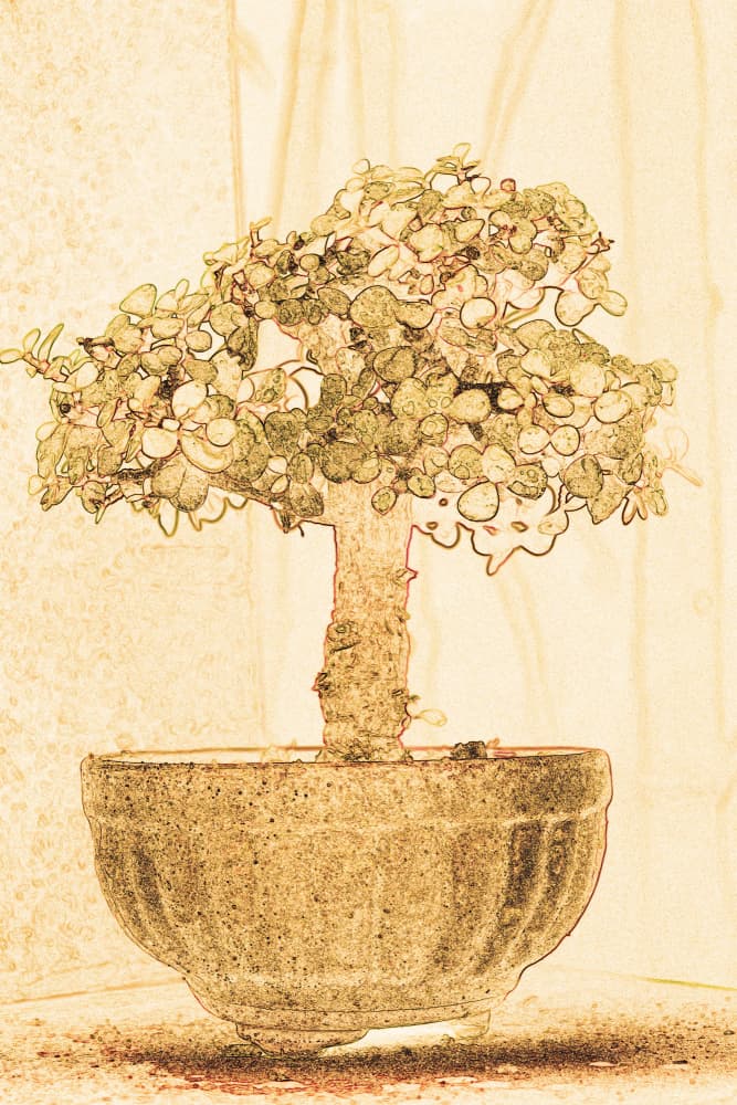 Tranquil Bonsai Sketch by Santhosh ch — canvas wall art
