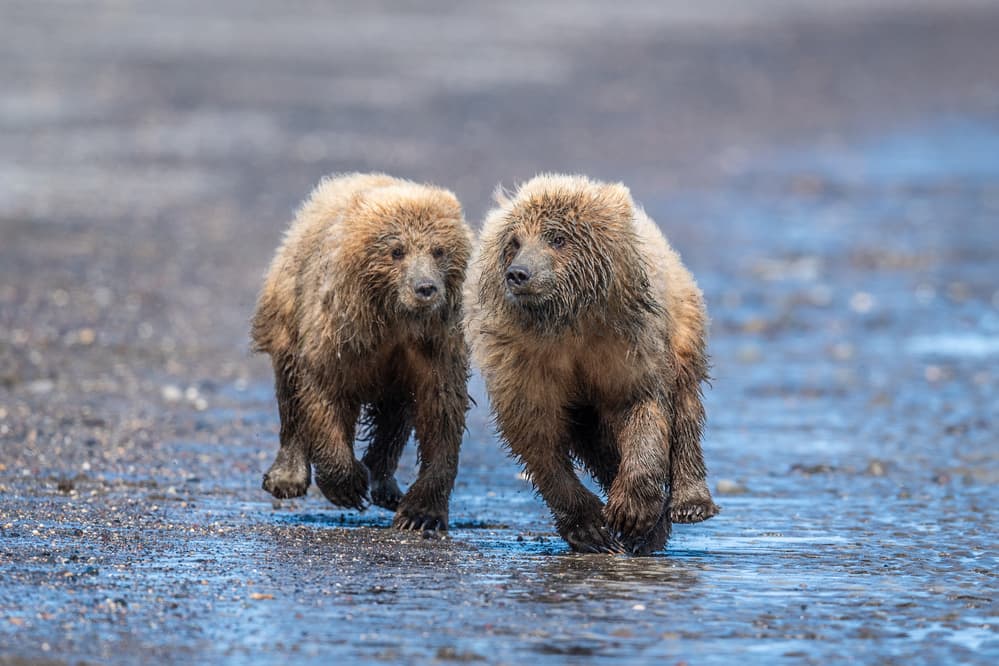 Running Bear Cubs by Jeffrey C. Sink — canvas wall art