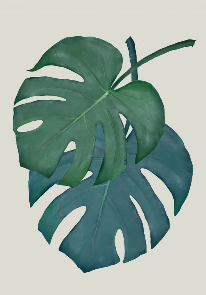 Overlapping Tropical Monstera by Pictufy Studio II — canvas wall art