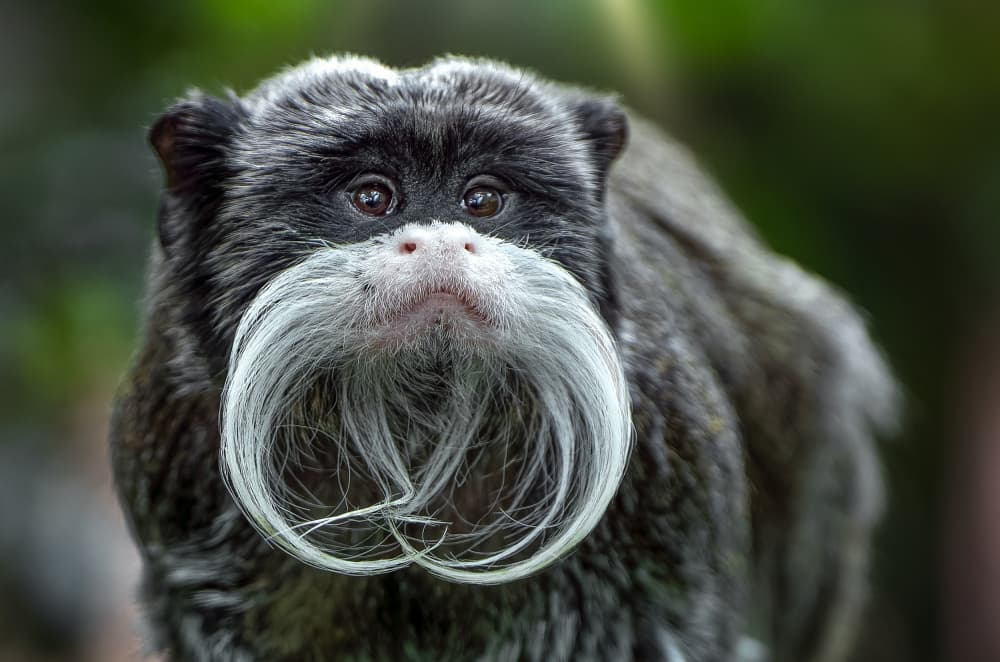 Emperor Tamarin Mustache by Juan I. Cuadrado — canvas wall art