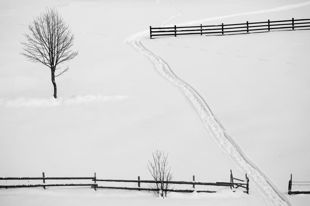 Winter Path and Tree by ATTILA SZABO — canvas wall art