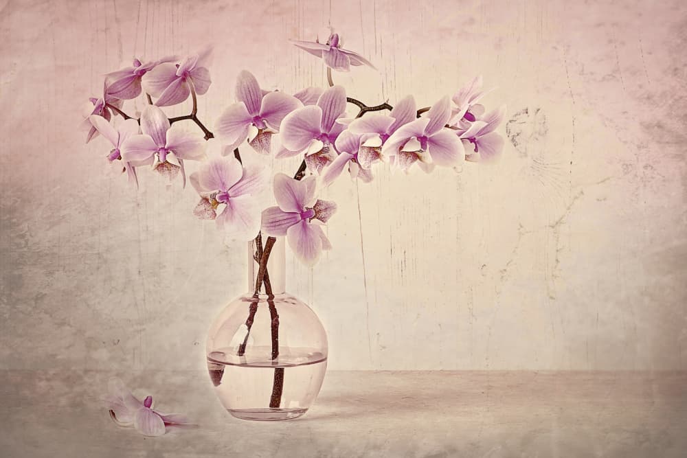 Pink Orchid Serenity by Jacky Parker — canvas wall art