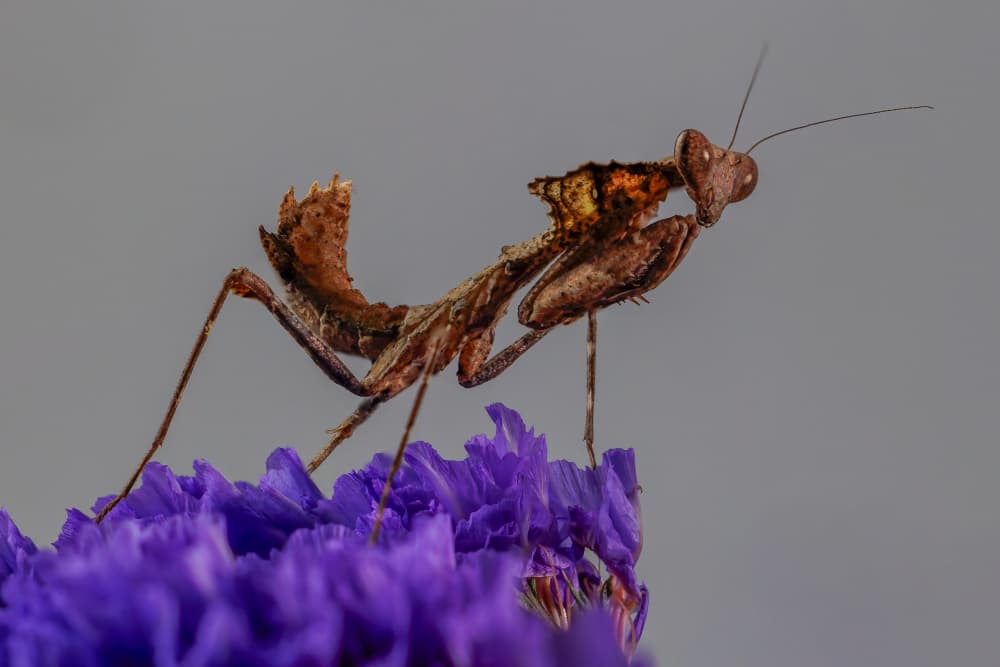Praying Mantis On Purple by David Bennion — canvas wall art