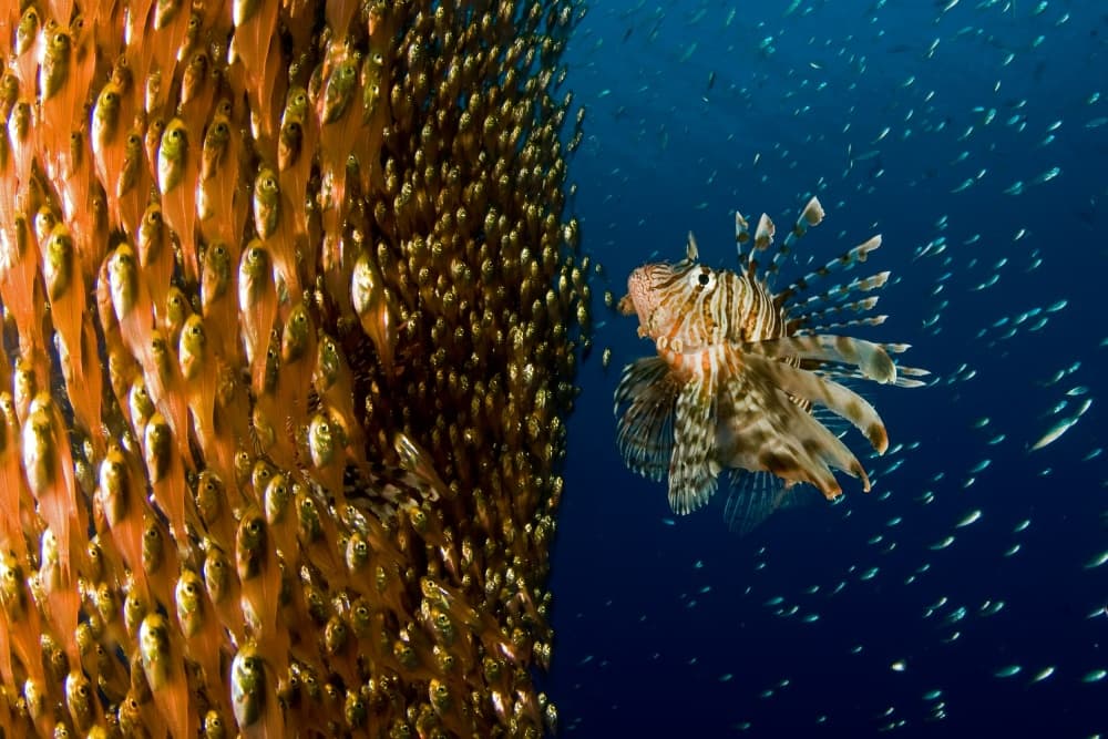 Lionfish Pursues Fish School by Ilan Ben Tov — canvas wall art
