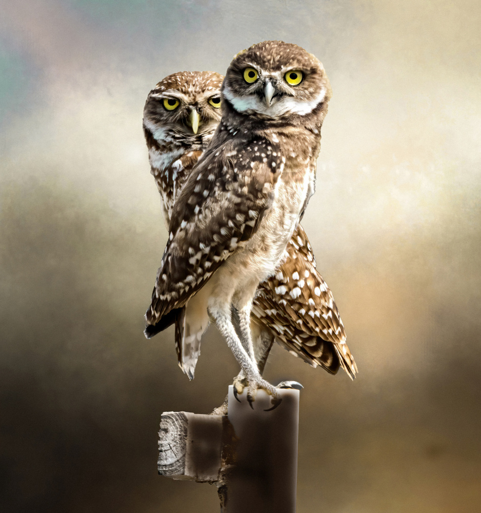 Watchful Burrowing Owls by Jane Lyons — canvas wall art