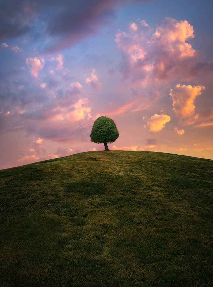 Solitary Tree Sunset Hill by Christian Lindsten — canvas wall art