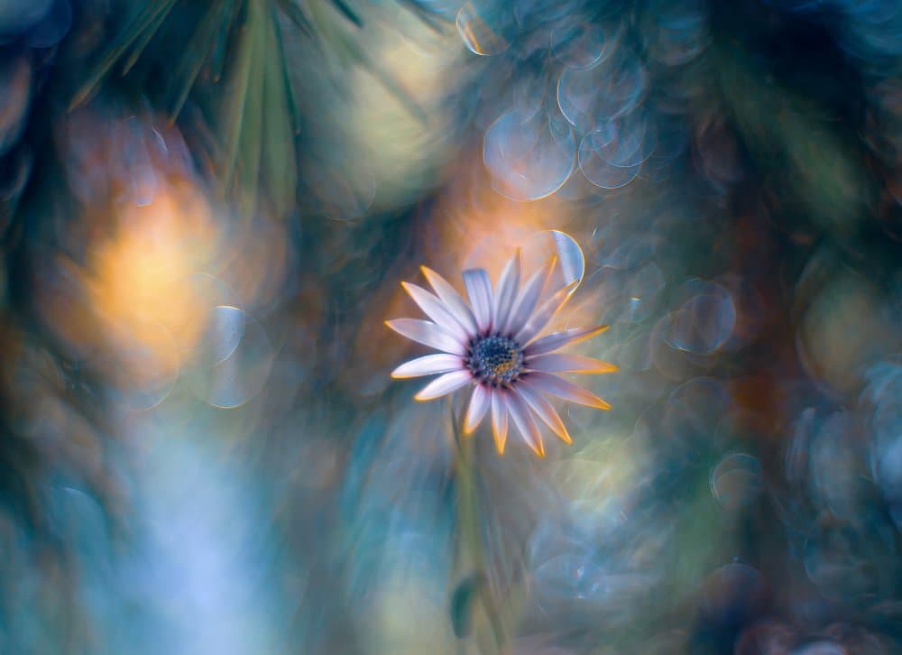 Dreamy Daisy Bloom by Lara Bonazza — canvas wall art