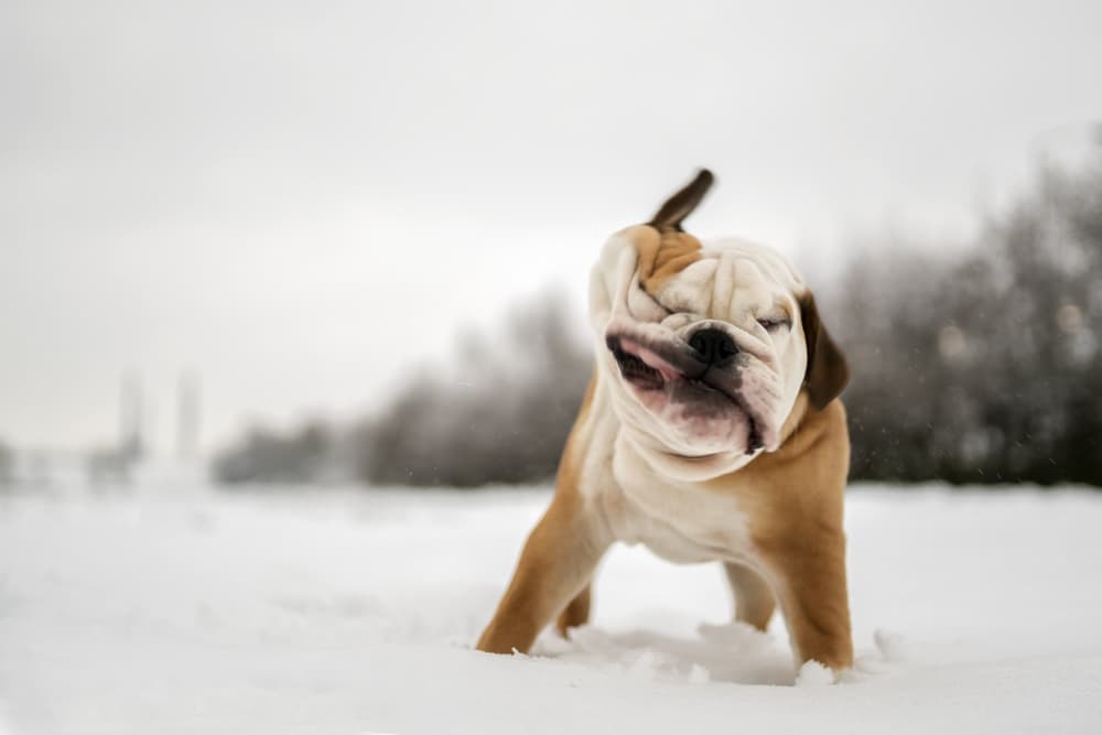 Funny Puppy Snow Shake by Gert van den Bosch — canvas wall art