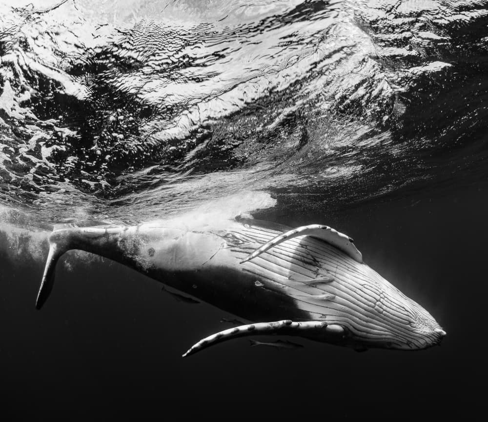 Gentle Giant Underwater by KIMIO KOBAYASHI — canvas wall art