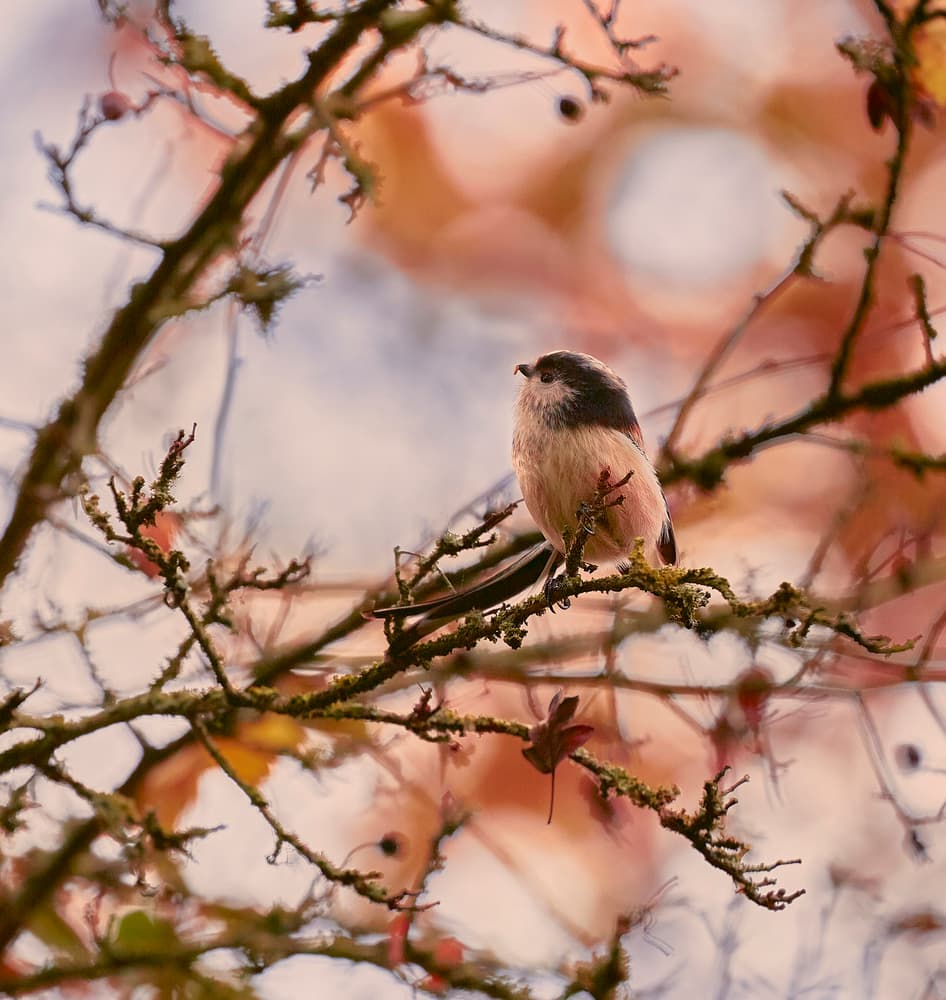 Delicate Autumn Bird by Stuart Williams — canvas wall art