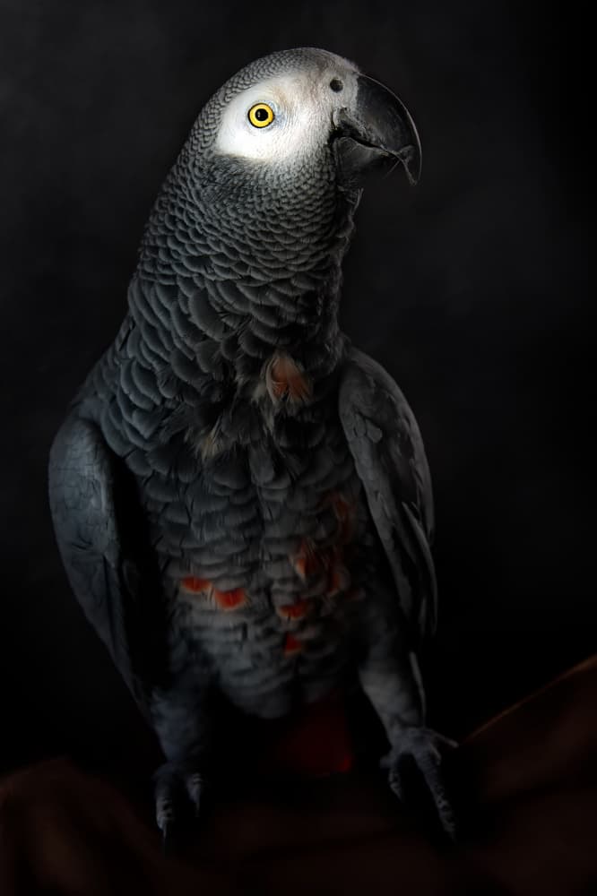 Dignified Grey Parrot by Santiago Pascual Buye — canvas wall art