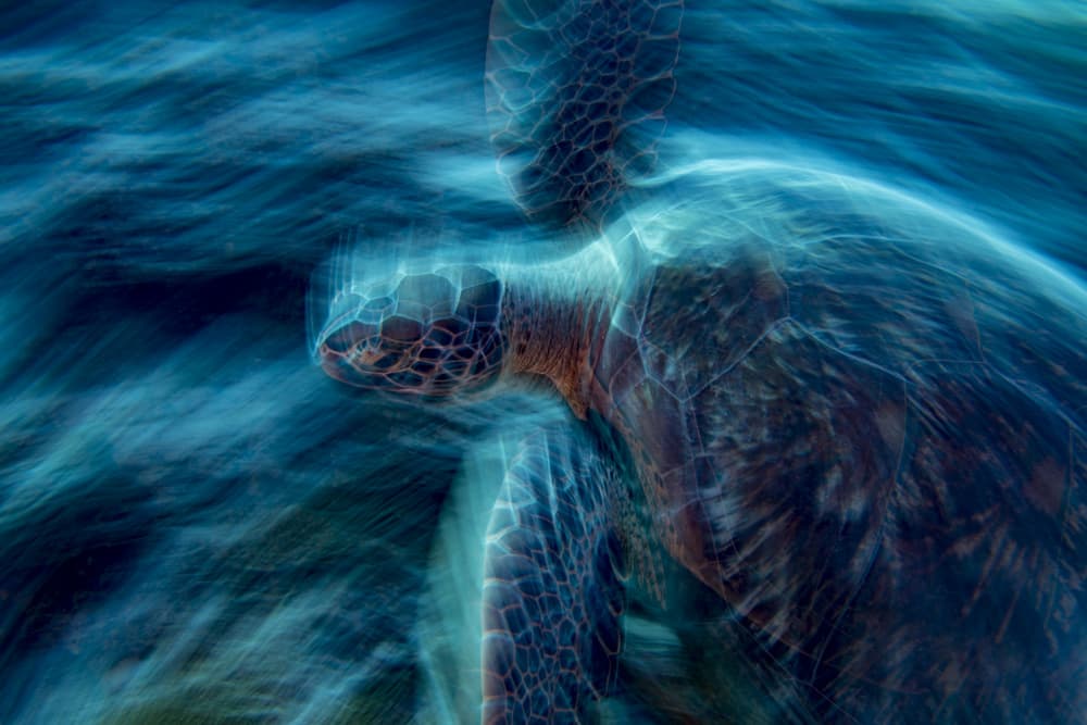 Flowing Blue Turtle by Andrea Izzotti — canvas wall art
