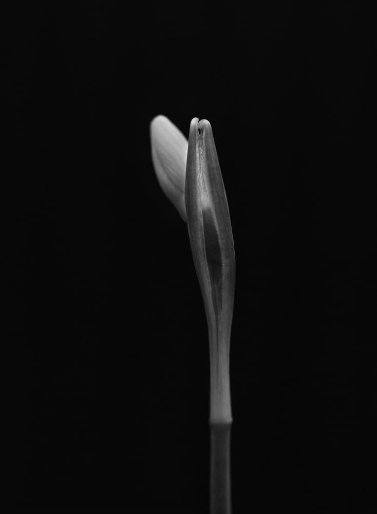 Emerging Flower Buds by Lotte Grønkjær — canvas wall art