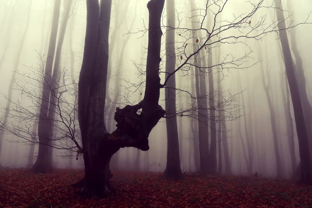 Misty Autumn Forest by Ralitsa Byalkova — canvas wall art
