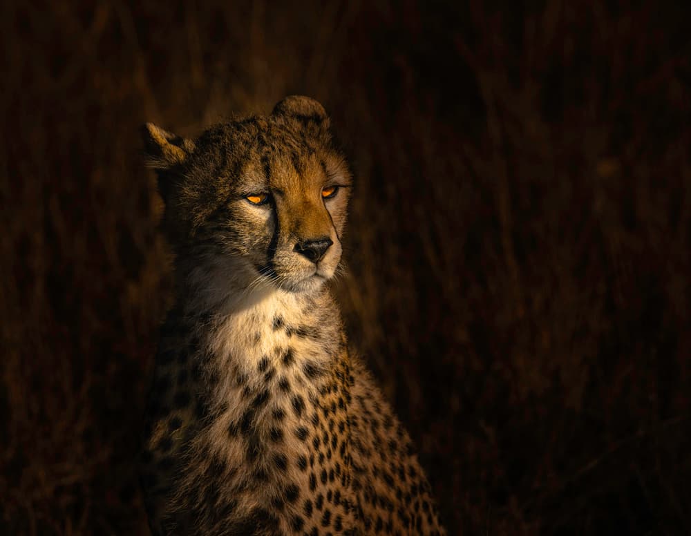 Golden Eyed Cheetah by Bing Li — canvas wall art