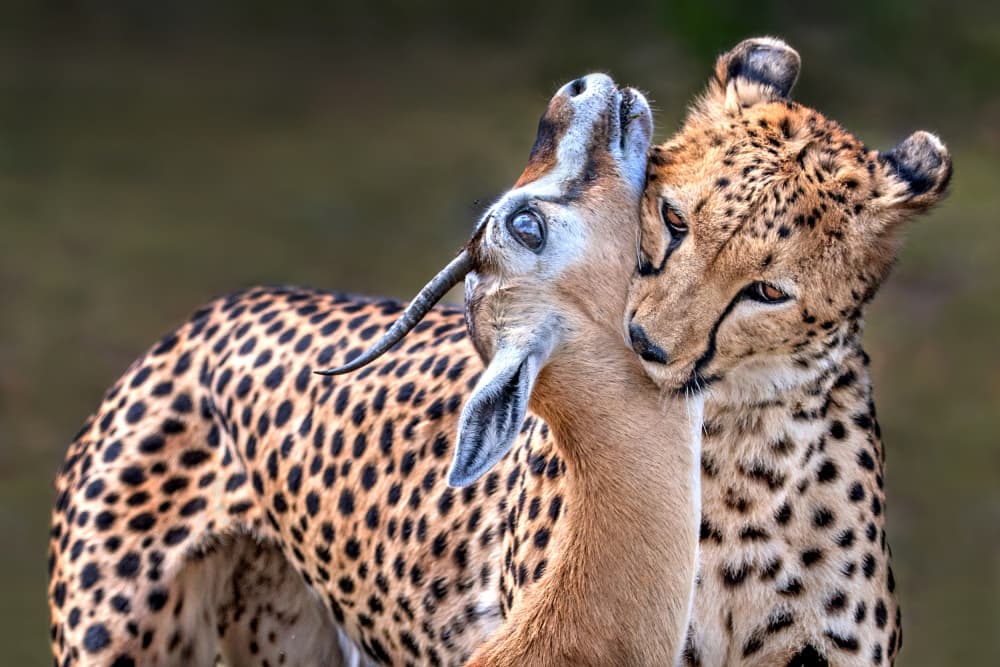 Cheetah Gazelle Bond by Xavier Ortega — canvas wall art