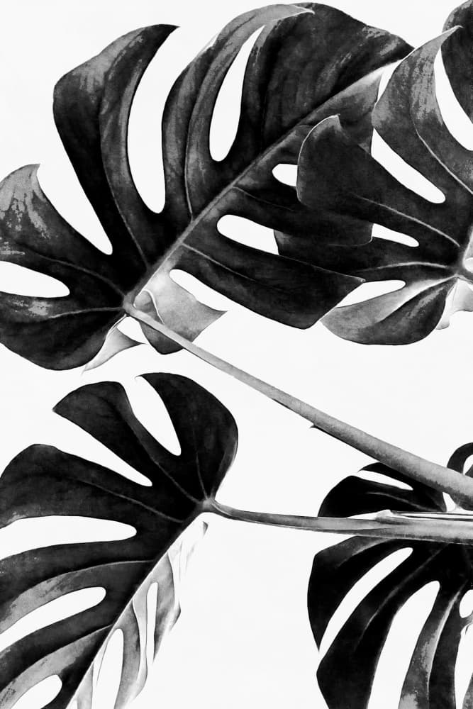 Monstera Leaf Contrast by amini54 — canvas wall art