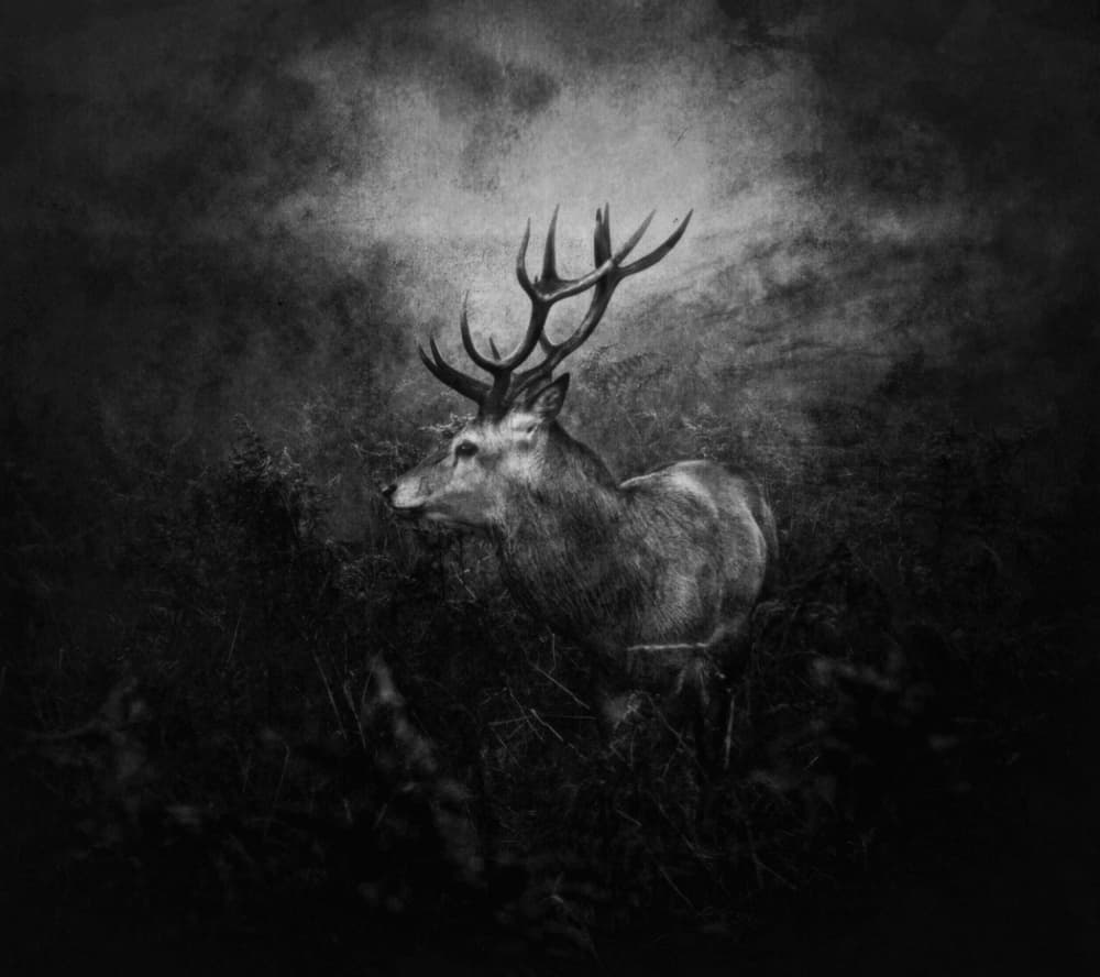 Majestic Forest Stag by Robert Fabrowski — canvas wall art
