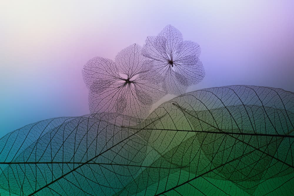 Ethereal Floral Skeleton Leaves by Shihya Kowatari — canvas wall art