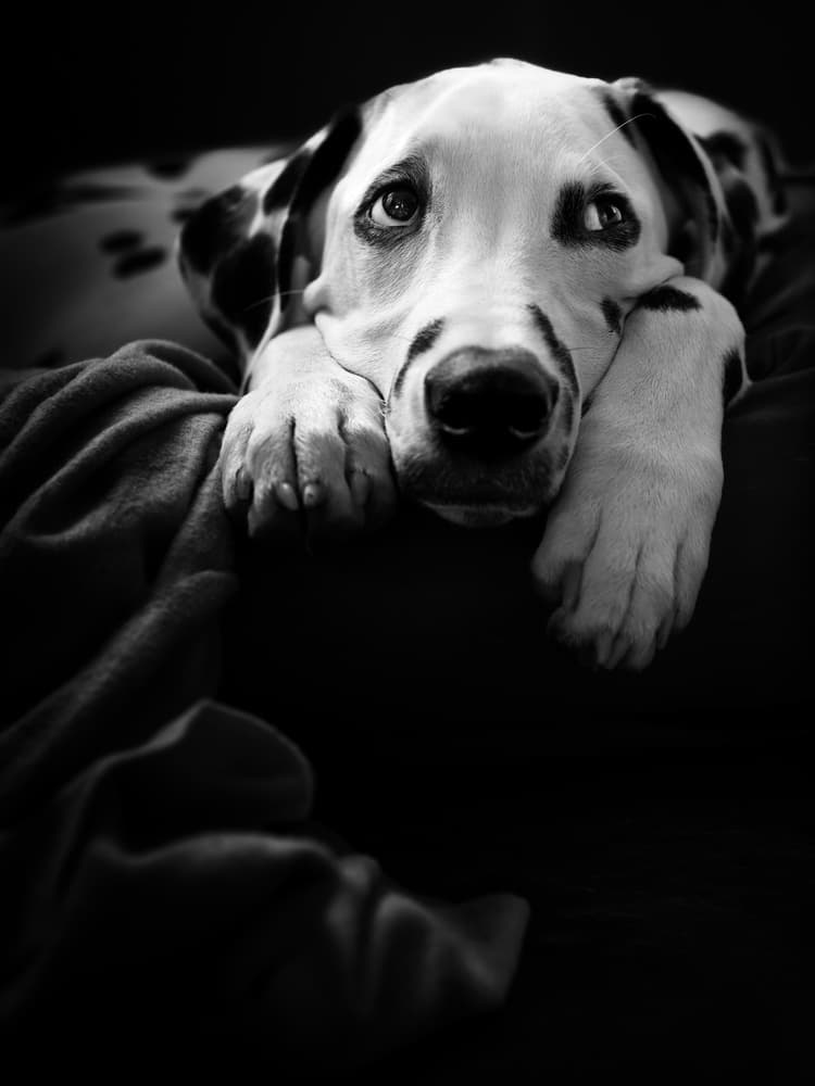 Soulful Dalmatian Dog by Ute Scherhag — canvas wall art