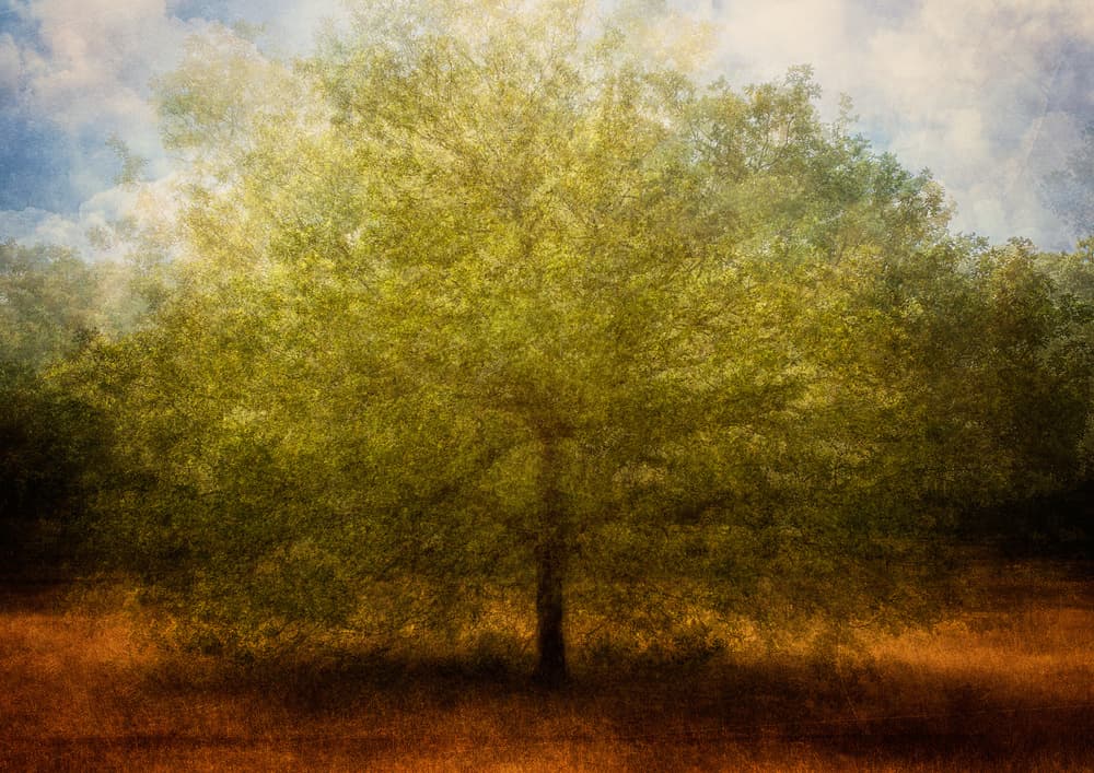 Dreamy Lone Tree by Katarina Holmström — canvas wall art