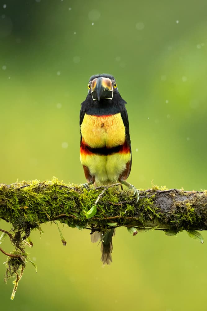 Colorful Toucanet In Rain by Milan Zygmunt — canvas wall art