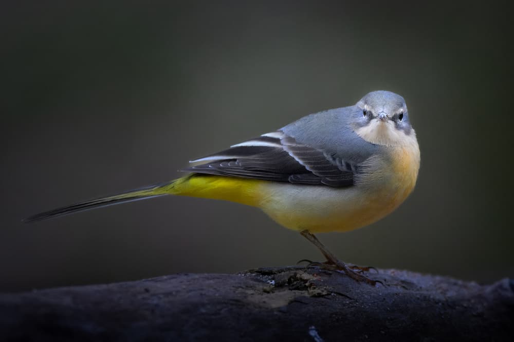 Alert Grey Wagtail by Johan Lennartsson — canvas wall art