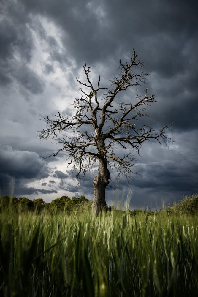 Storm Over Solitary Tree by Rostovskiy Anton — canvas wall art
