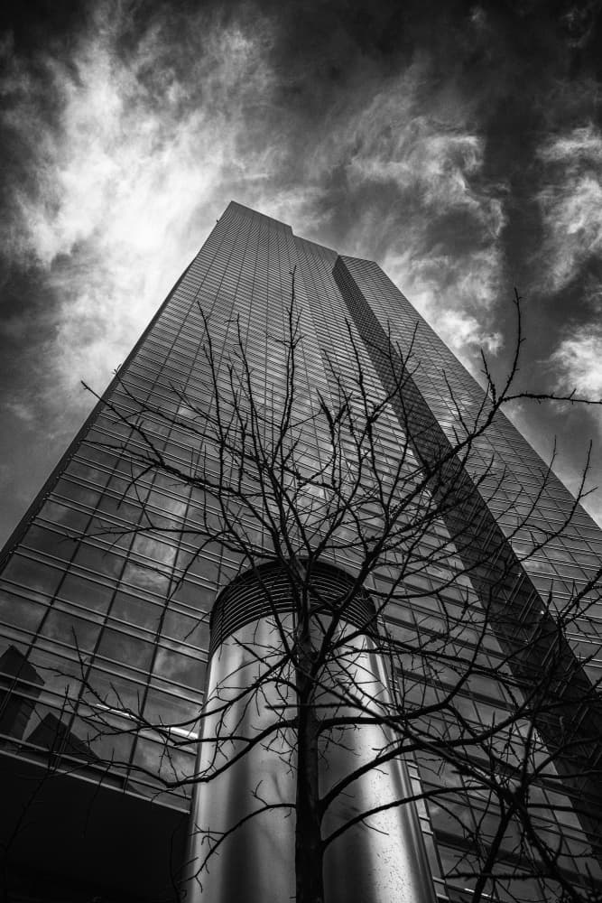 Dramatic Skyscraper Tree by Satoshi Hatsumori — canvas wall art