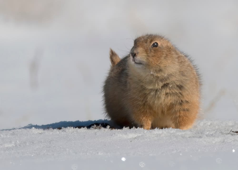 Prairie Dog In Snow by Ming Chen — canvas wall art