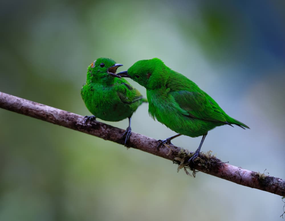 Green Birds Feeding by Xiaojian Huang — canvas wall art