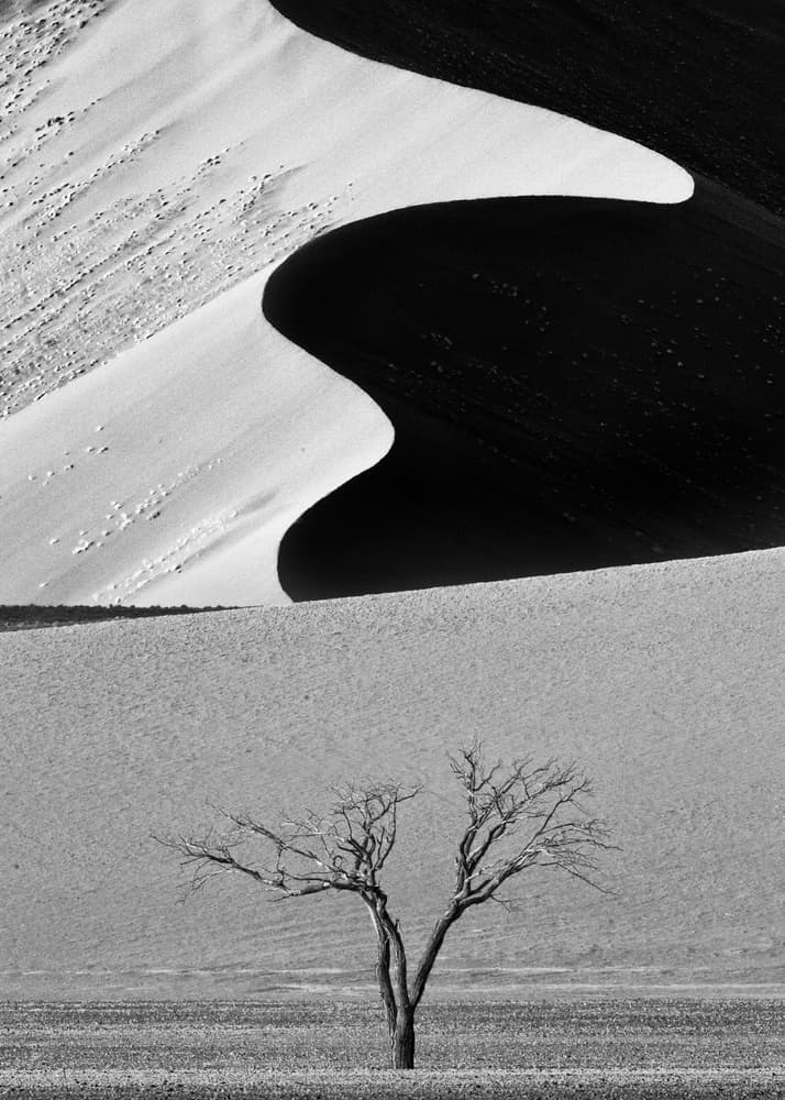 Desert Curves and Tree by Ali Khataw — canvas wall art