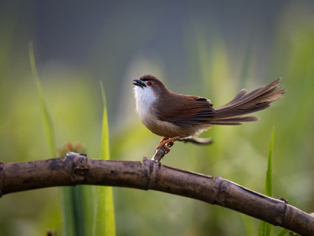 Singing White-Throated Bird by Taksing (吉星高照) — canvas wall art