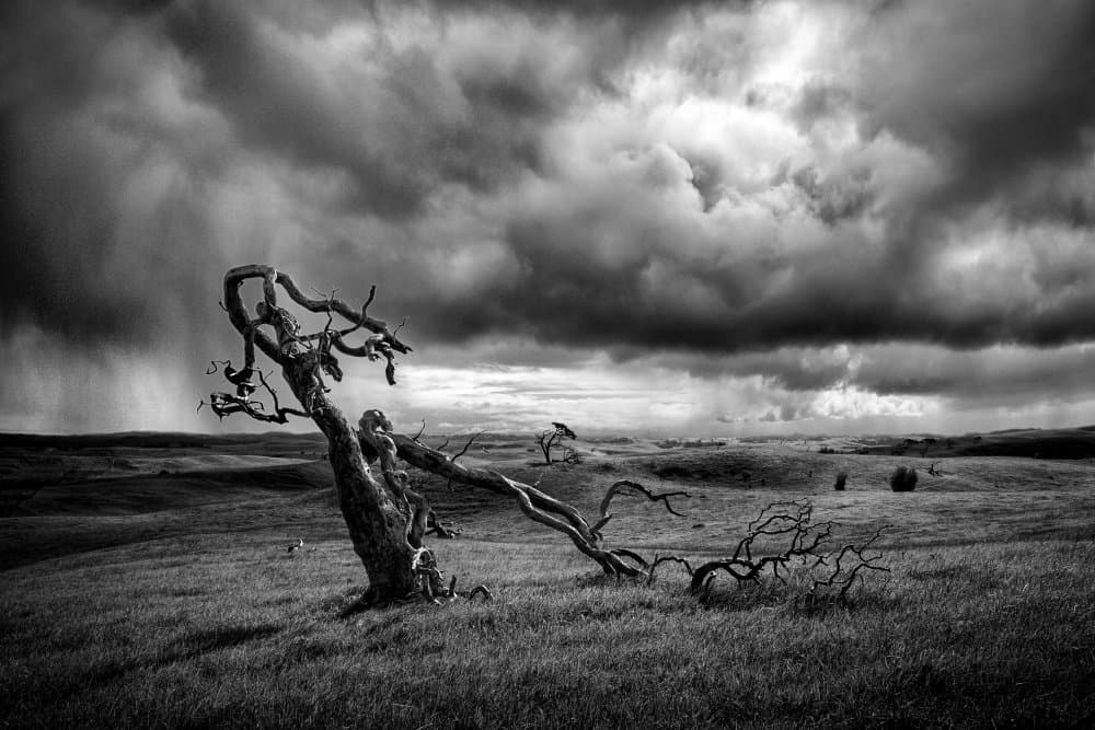 Dramatic Stormy Tree by Peter Elgar — canvas wall art