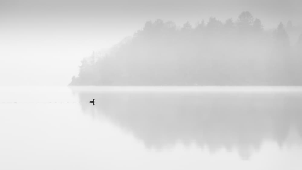 Misty Lake Duck by Benny Pettersson — canvas wall art