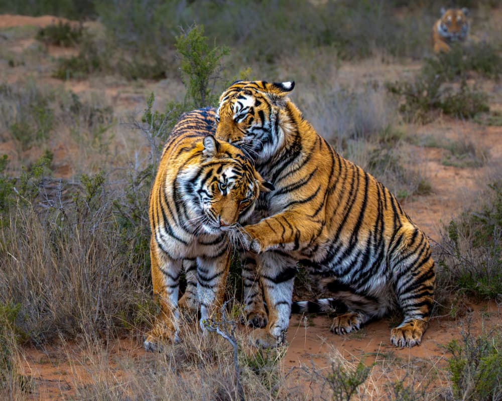 Loving Tiger Embrace by Siyu_Wei APA — canvas wall art
