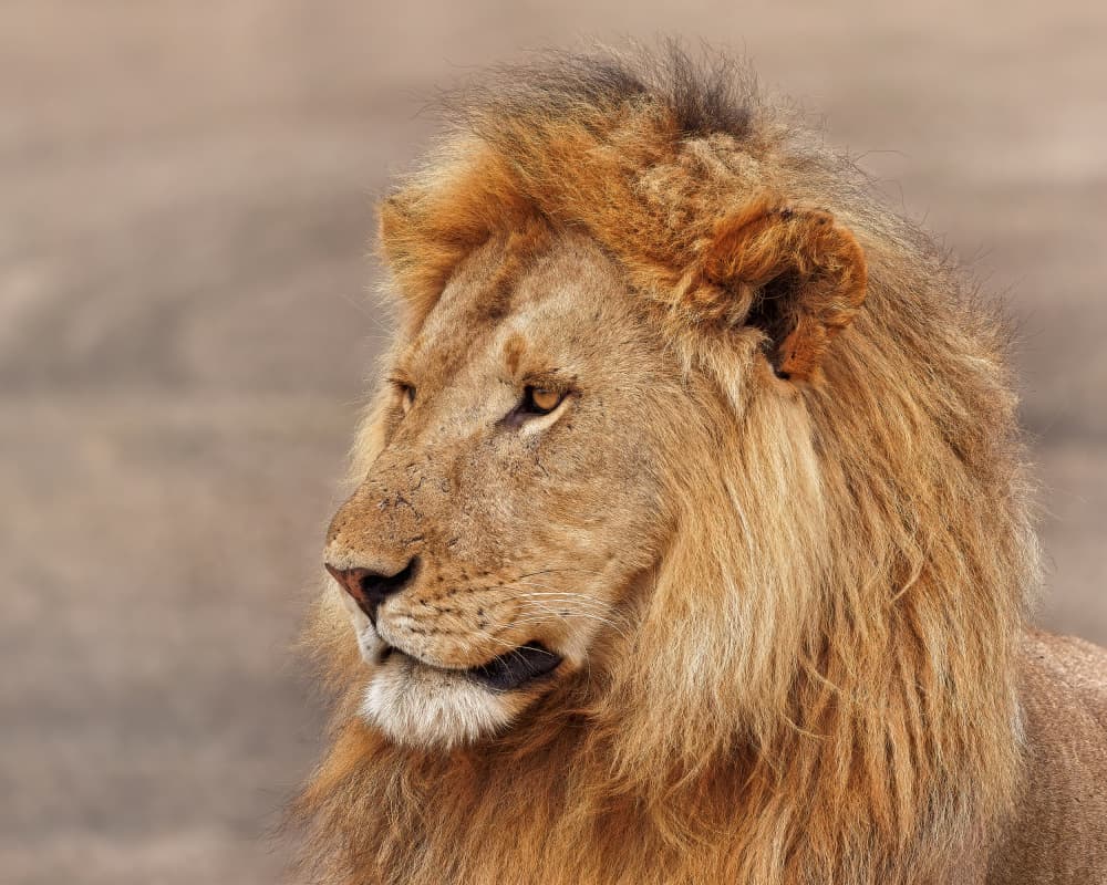 Majestic Lion Profile by Lucie Gagnon — canvas wall art