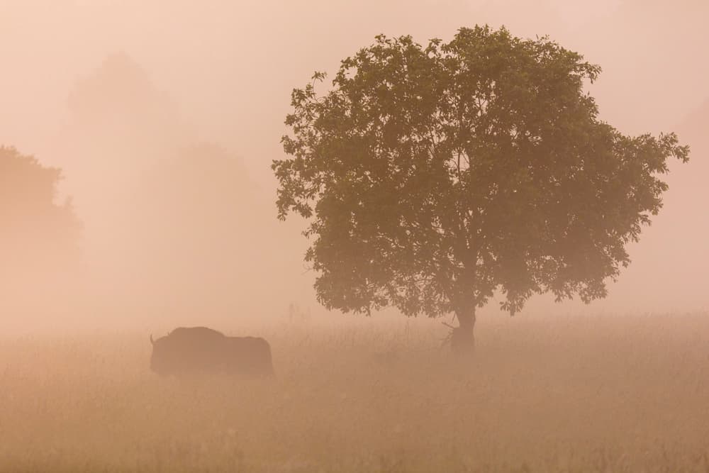 Bison In The Mist by AiToR Badiola — canvas wall art