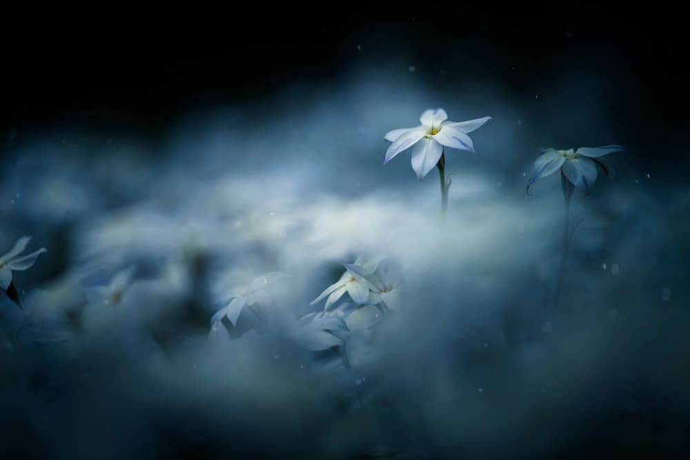 Misty Blue Blooms by Takashi Suzuki — canvas wall art