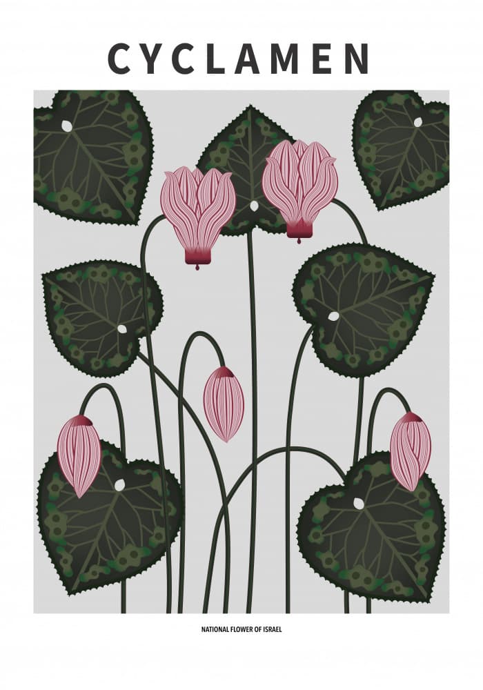 Elegant Cyclamen Blooms by Paperago — canvas wall art