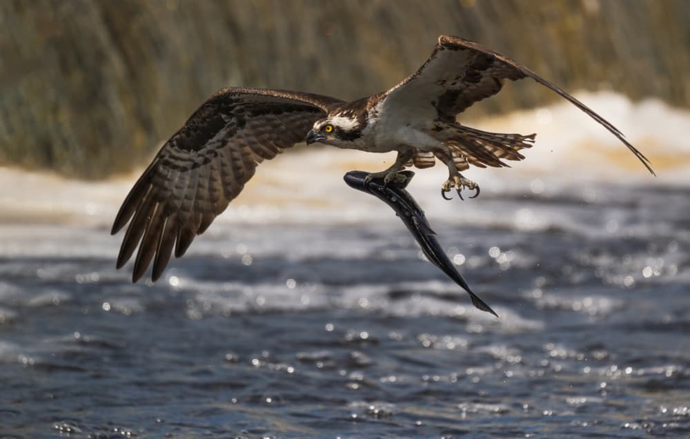 Osprey River Catch by Xiaobing Tian — canvas wall art