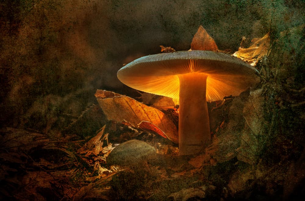 Enchanted Mushroom Light by Hans Günther — canvas wall art