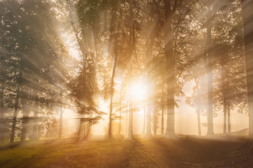 Golden Morning Forest Light by Leif Løndal — canvas wall art