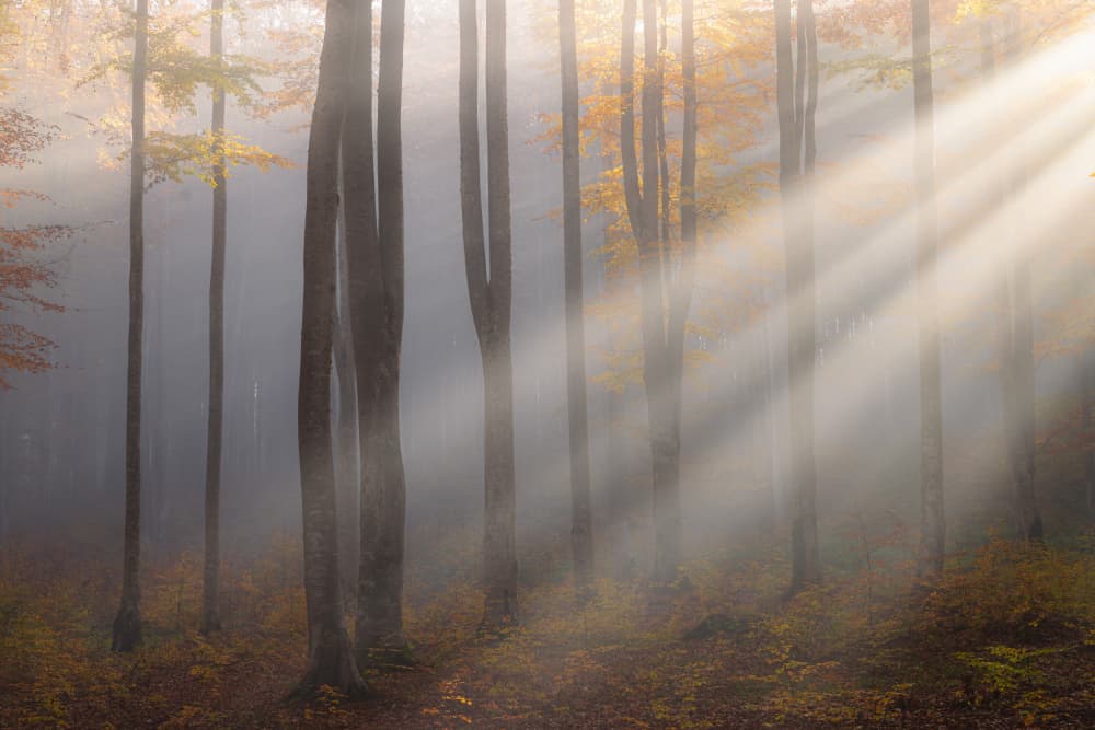 Misty Forest Sunlight by Alexandru Ionut Coman — canvas wall art